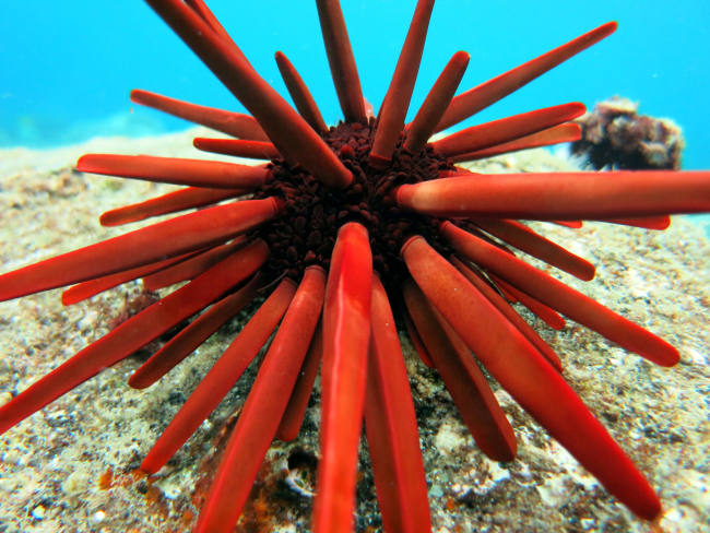 Red slate pencil urchin (Heterocentrus mamillatus)