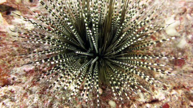 Banded sea urchin (Echinothrix calamaris)
