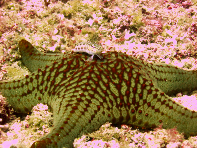 Starfish Penteracaster sp