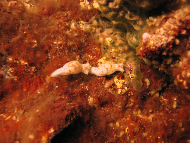Two orange and white nudibranchs