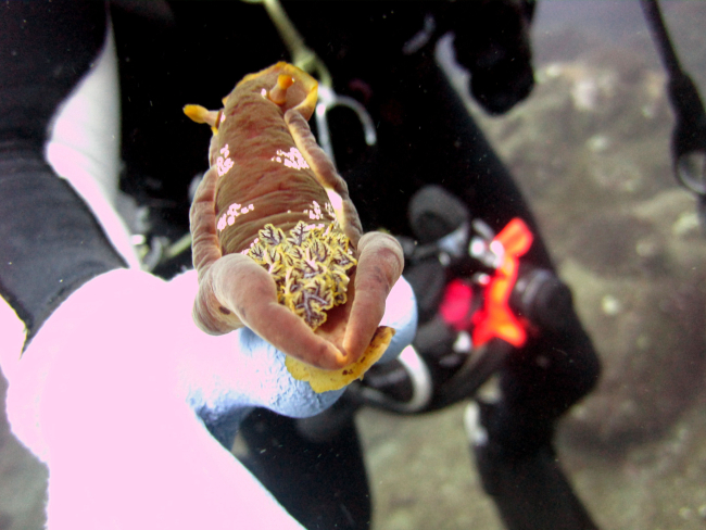 A brown nudibranch in diver's hand