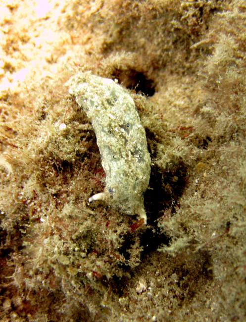 One of the few ugly nudibranchs