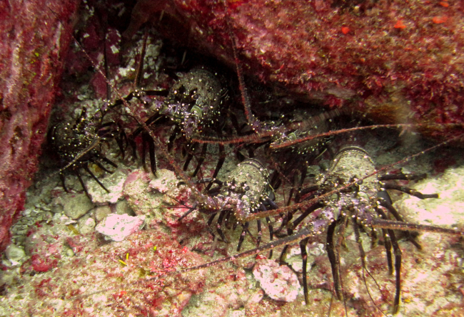 Palinurid spiny lobster dinner for six