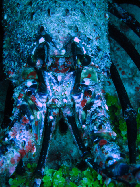 Palinurid spiny lobster