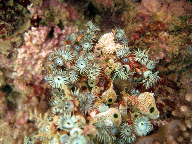 Tunicates and zoanthids
