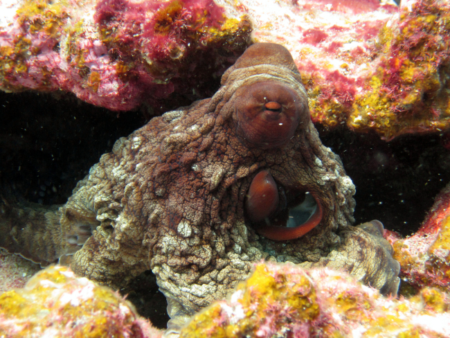 A well-camouflaged octopus