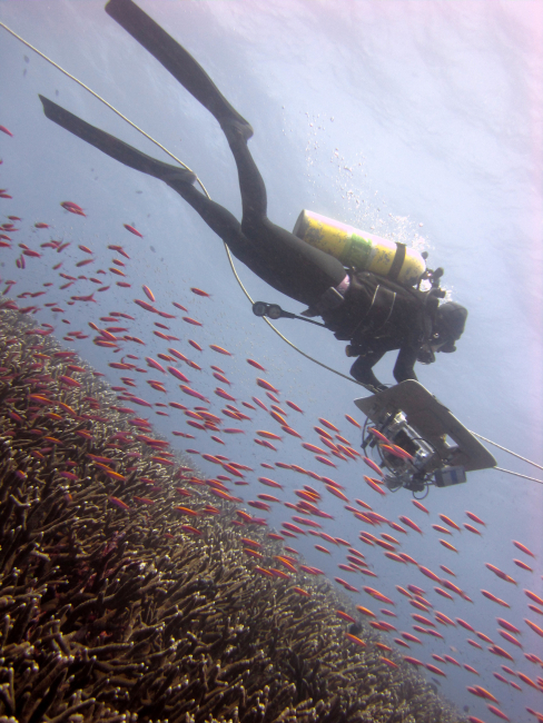 Diver towboarding with camera equipment over a healthy coral reef