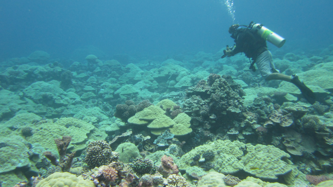 Diver with camera over a healthy coral reef