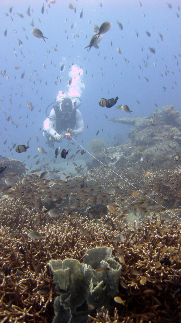 Diver running a transect over coral reef