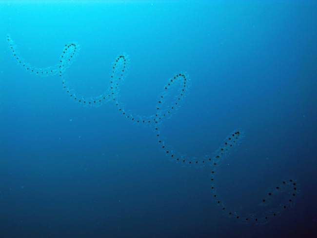 Salp chain in spiral pattern seen in clear water