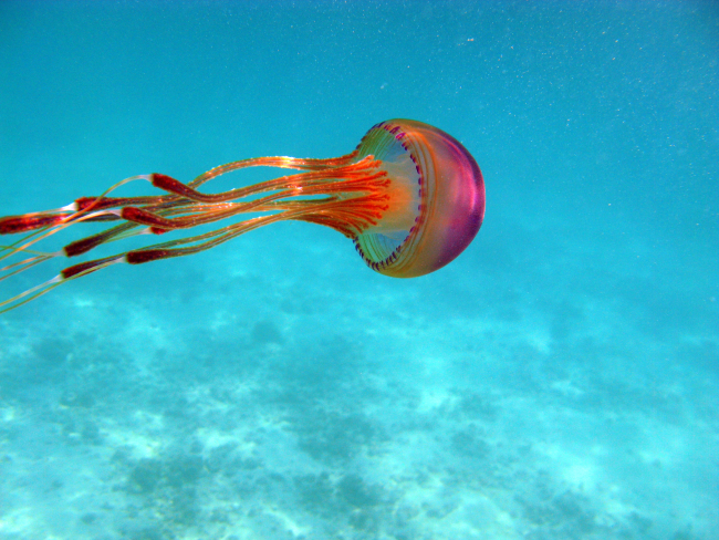 A beautiful red jellyfish