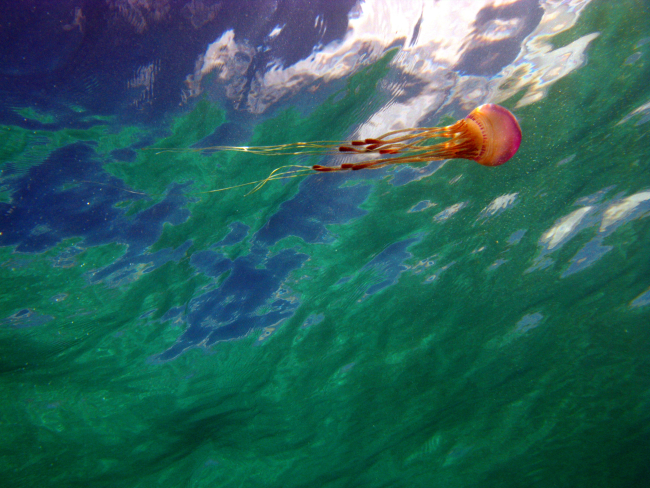 A beautiful red jellyfish seen from below looking towards the surface