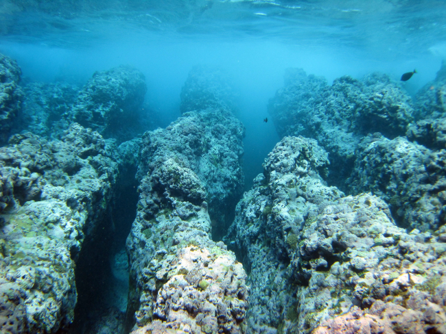 Crevasses on the front of coral reef