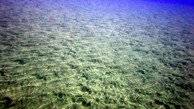 Beautiful sculpted pattern of ripples on the seafloor