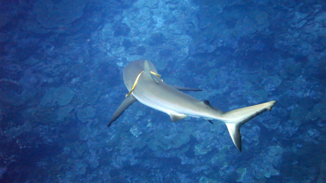 Blacktip shark entangled with strapping material