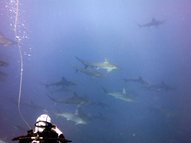 Diver with schooling scalloped hammerhead sharks (Sphyrna lewini)