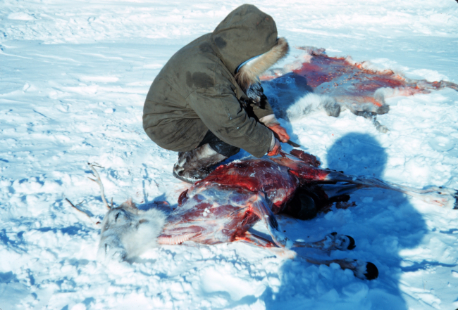 Caribou being butchered and skinned by Eskimo hunter at Leavitt IslandCaribou steak that night and some for the dogs too!