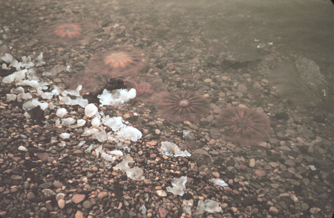 Jellyfish along an icy shoreline