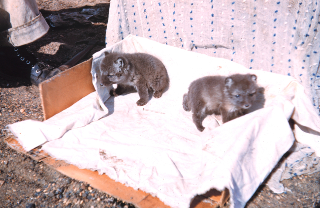 Orphaned fox cubs