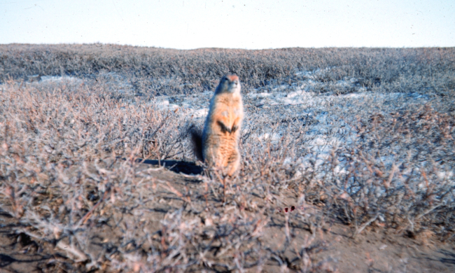 A siksikpuk (an Arctic ground squirrel)