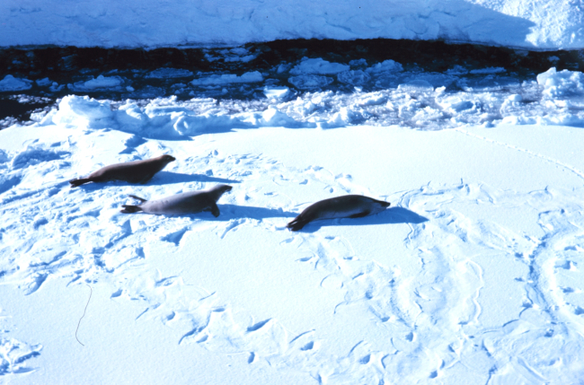 Seals on the ice in Meek Channel - note flipper marks in the snow