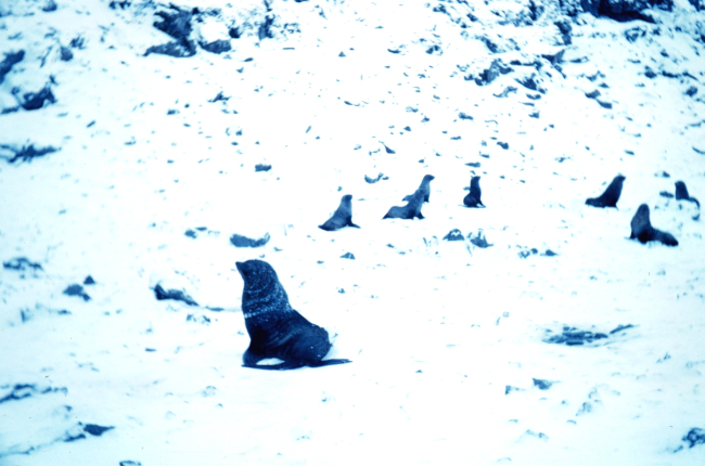 Sea lions at Cape Geddes, Laurie Island, South Orkney Islands