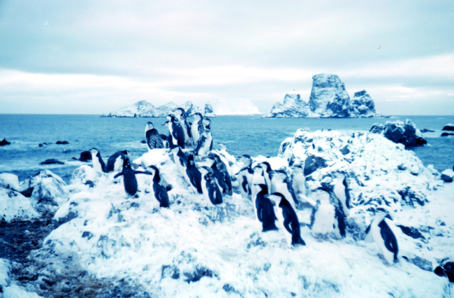 Adelie penguins at Cape Geddes, Laurie Island