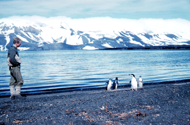 Adelie penguins on the beach at Deception Island