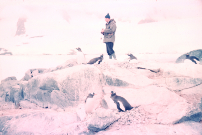 Among the penguins at Port Lockroy
