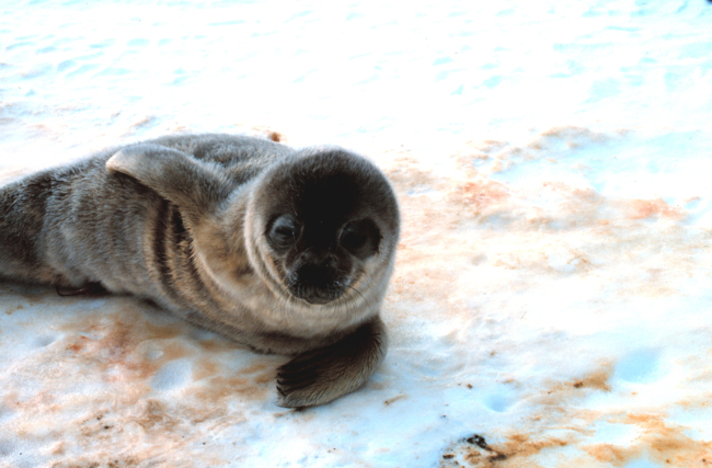 Ahhhh! What a cute baby!  Weddell seal pup