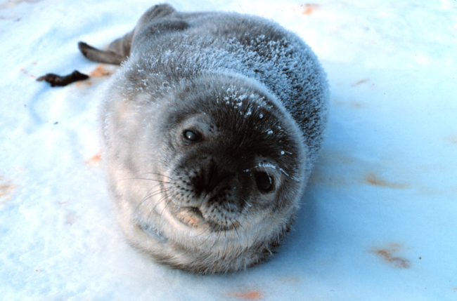 Complete trust - a baby Weddell seal