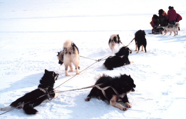 The New Zealanders maintained a dog sled team at the time of this photo