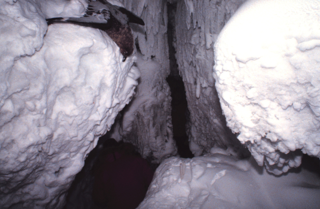 An ice cave with a freeze-dried mummified bird