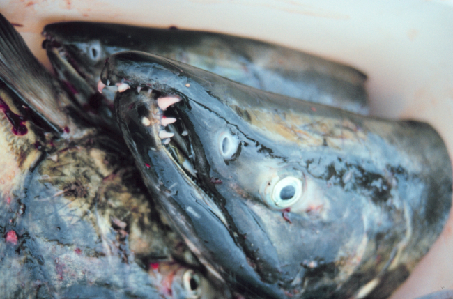 Deformed jaws of salmon caused by the spawning process altering their bodies