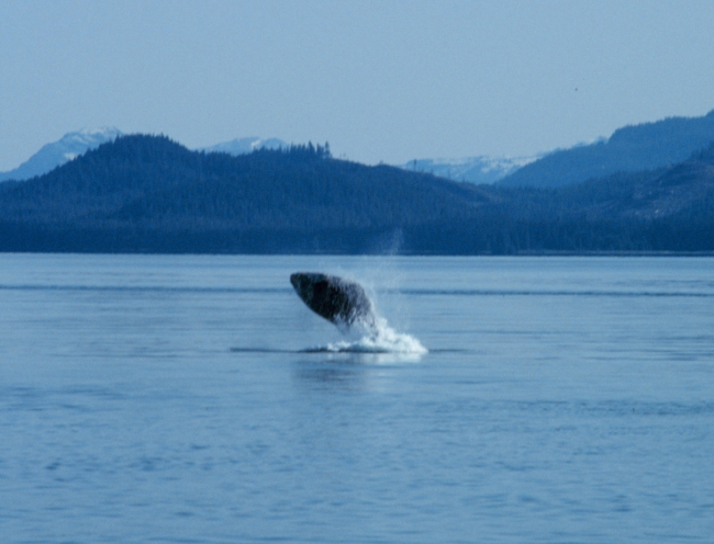 Humpback whale breaching in Glacier Bay