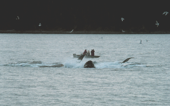 Group of humpback whales feeding in Iyoukeen Cove, Chichagof Island