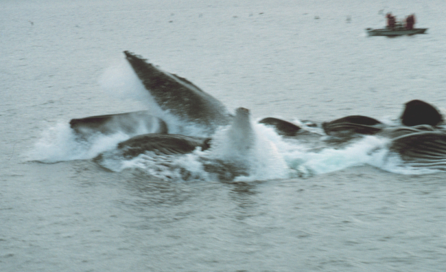 Group of humpback whales feeding in Iyoukeen Cove, Chichagof Island