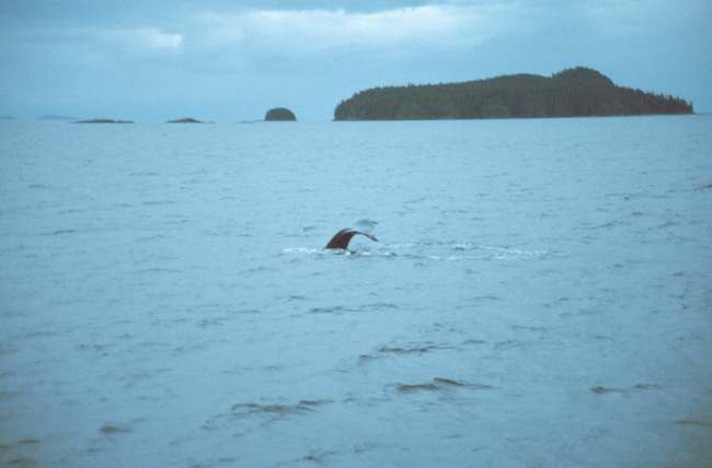 A diving killer whale in Frederick Sound