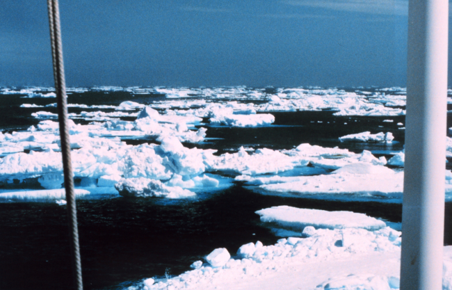 Ice floes off the Antarctic Peninsula