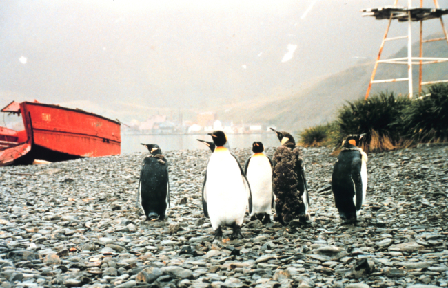 King penguins on shore leave looking for the party at Grytviken