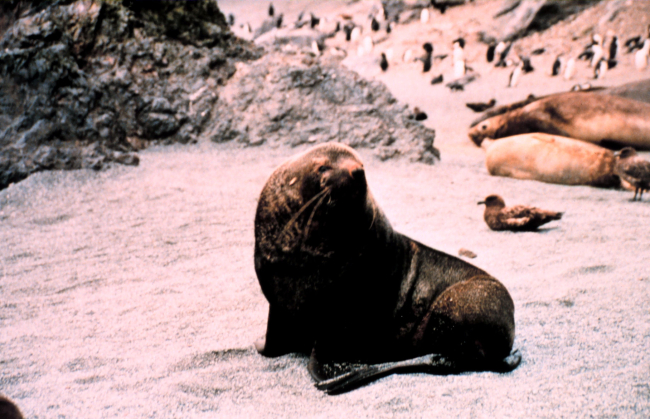 Southern fur seal with elephant seals and penguins in the background