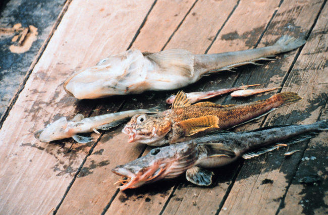Some common groundfish from the waters around South Georgia Island
