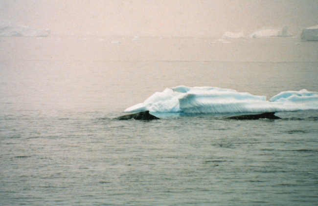 Humpback whales near Antarctic Peninsula