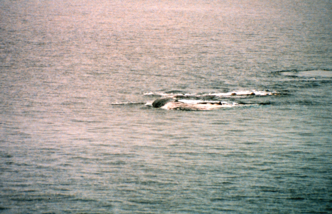 Humpback whales feeding on krill near Antarctic Peninsula