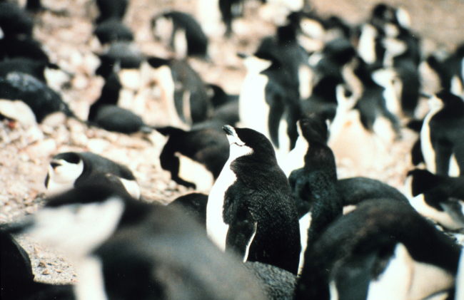 Seal Island chinstrap penguins