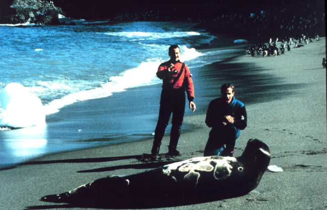 Leopard seal; Lieutenants Rich Behn and Dave Neandergingerly approach large leopard seal