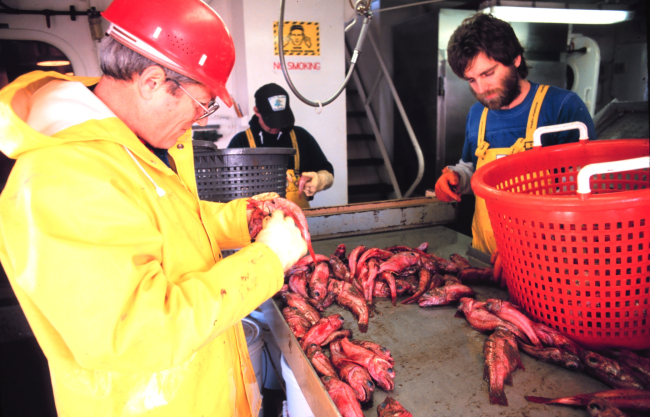 Scientists sorting and sampling redfish