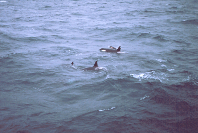 Killer whales alongside the MILLER FREEMAN