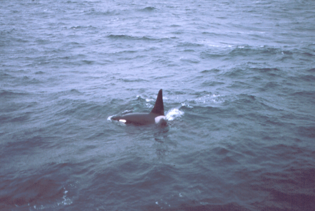 Killer whales alongside the MILLER FREEMAN
