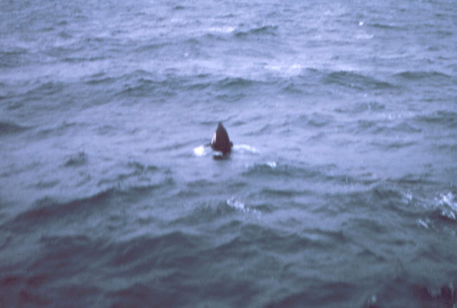Spy-hopping killer whale alongside the MILLER FREEMAN